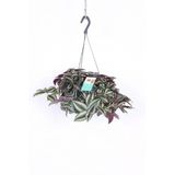 Telgraf Çiçeği Askılı Saksı Tradescantia Zebrina Çiçeği, BRCSTTRNDYL0078