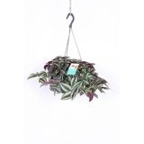 Telgraf Çiçeği Askılı Saksı Tradescantia Zebrina Çiçeği, BTSR776