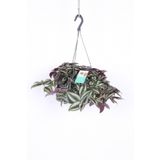 Telgraf Çiçeği Askılı Saksı Tradescantia Zebrina Çiçeği, SRD1285