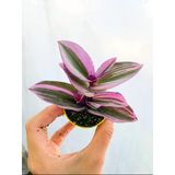 Telgraf Çiçeği Fidanı Pembe Yeşil Beyaz Saksılı 10-20 cm