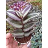 Telgraf Çiçeği Fidanı Pembe Yeşil Beyaz Saksılı Zebrina 10-20 cm