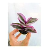 Telgraf Çiçeği Nanouk Tradescantia Fidanı 10-20 Cm