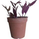 Telgraf Çiçeği-Tradescantia Küçük Boy