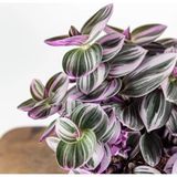 Telgraf Çiçeği Tradescantia Nanouk Fidanı 10-20Cm