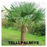 Telli Palmiye Tohumu - Trachycarpus Fortunei 10 Adet Tohum