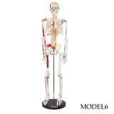 Temel İnsan Eğitim Modeli 85 cm (Yarım vücut iskelet maketi) Model 6