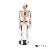 Temel İnsan iskelet Modeli 85 cm (Tüm vücut) Model 5 | İnsan İskelet Maketi