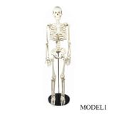 Temel İnsan Maketi 85 cm (Sadece iskelet modeli) Model 1