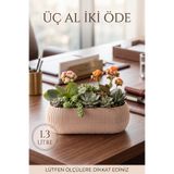 TEMMUZ HOME 1.3 Litre 2 No Uzun Mercan Kaktüs Sukulent Ve Çiçek Saksısı(İlan saksı içindir)