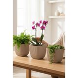 TEMMUZ HOME 3 Adet 1.8 Kare Mercan Kare Saksı Kaktüs Sukulent Çiçek ve Bitki Saksısı No3 15x13cm