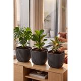 TEMMUZ HOME 3 Adet 4 No 4 Litre Kare Mercan Saksı Dekoratif Kaktüs Ve Çiçek Saksısı