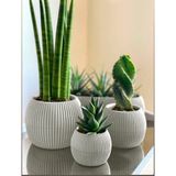 Temmuz Home 3 Lü Set Kaktüs Ve Çiçekler Için Dekoratif Ve Şık Karasu Mercan Saksı Seti Krem Rengi