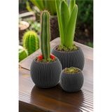 TEMMUZ HOME 3 Lü Set Kaktüs Ve Çiçekler Için Dekoratif Ve Şık Karasu Mercan Saksı Seti
