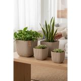 TEMMUZ HOME 4 Adet 4'Lü Kare Mercan Skulent Kaktüs Çiçek ve Bitki Saksı Seti(İlan Saksılar İçindir)