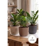 TEMMUZ HOME 4 No 3 Adet 4 Litre Karışık Renkli Mercan Kare Saksı Plastik Bitki Çiçek Kaktüs Saksısı 19,3x17cm