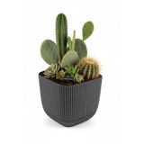 TEMMUZ HOME Mercan Kare Saksı Dekoratif Kaktüs Ve Çiçek Saksısı No 3
