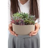 TEMMUZ HOME No 2 1,8 Litre Pera Aranjman Saksı Plastik Bitki Çiçek Saksısı