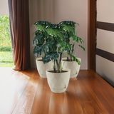 Temmuz Home No4 3 Adet 4,8 Litre Karasu Plastik Yakamoz Saksı - Bej