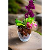 TEMMUZ HOME Orkide Saksısı Tabaklı Şeffaf Dekoratif Plastik Saksı Yakamoz Orkide No.3