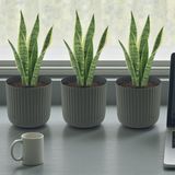 Temmuz Home Zeraf Saksı No:1 – 3 Adet 1.3 Litre Tabaklı Masa ve Sehpa Üzeri Saksı (Ev & Ofis Için Uygun) - Yeşil