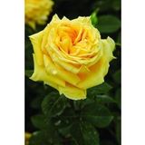 Teodora Gül Fidanı - Sarı