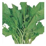 TERE Tohumu Yerli 10 gram