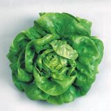 Tereyağlı Kıvırcık Marul 10 Gr 1 Adet