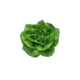 Tereyağlı Marul Tohumu Paket 5 gram