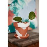 Terracotta Konik Saksı+Tabak • Beyaz (Büyük)