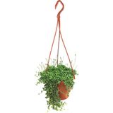 Tesbih Çiçeği | Bezelye Kolyesi | Boncuk Çiçeği (20~40 Cm)