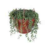 Tesbih Çiçeği Bezelye Kolyesi Boncuk Çiçeği (Senecio) Askılı Saksı'Da
