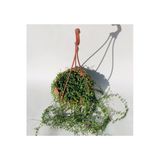 Tesbih Çiçeği (Senecio) 80Cm-100Cm
