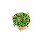 tesbih çiçeği senecio rowleyanus