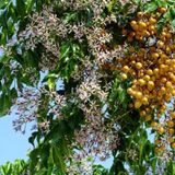 Tespih Ağacı Tohumu Mellia Azadarach Tohumu 15 Tohumu Hediye Tohu
