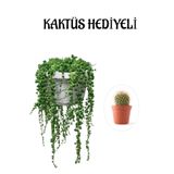 Tespih| Boncuk| Bezelya Çiçeği Bitkisi Sevgililer Gününe Özel Kaktüs Hediyeli, BTS001NA2938