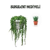 Tespih| Boncuk| Bezelya Çiçeği Bitkisi Sevgililer Gününe Özel Sukulent Hediyeli, BTS001NA2838