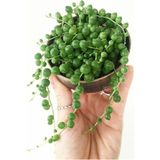 Tespih Boncuk Çiçeği Senecio Herreianus 5,5 cm Saksı Kaktüs