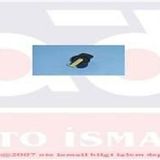 TEVZİ MAKARASI R11 FLASH 1.7 (ORJ.ÜRÜN)