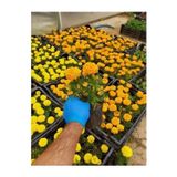 The Best Online 2adet Kadife çicegi fidesi (15-30cm) dikime hazir (sari ve turuncu)