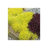 The Best Online (5 adet) Sedum bitkisi fidesi -yer örtücu- mezar örtücü (10-15 cm)