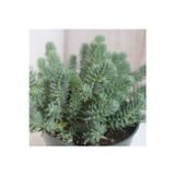 The Best Online (5adet) Mavi sedum cicegi fidesi-(10-15 cm ) yer örtucu -mezar cicegi- kabir cicegi-yayilici bitki