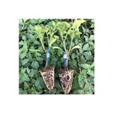 The Best Online (7 adet) Köy domates fidesi (15-30cm) dikime hazir