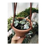 The Best Online Ceropegia Woodi Pembe Askılı Saksıda