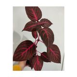 The Best Online Cingene Salvari Cicegi Fidesı (30-40cm ) Yaprak Güzeli Cicegi