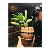 The Best Online Crassula Ovata Gollum Shrek Kulağı Toprak Fıçı Saksıda