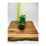 The Best Online Crassula Springtime Sukulent Top Şeklinde Çiçek Açar