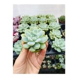 The Best Online Echeveria Elegans