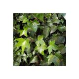 The Best Online Hedera Sarmaşığı Fidesi - Hedera Helix <35-45 Cm >canlı Bıtkı
