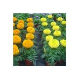 The Best Online Kadife çicegi fidesi (15-30cm) dikime hazir (sari ve turuncu)