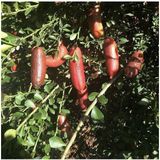 The Best Online Kırmızı Finger Lime (Parmak) Limon Fidanı + 100 Cm 3 Yaş